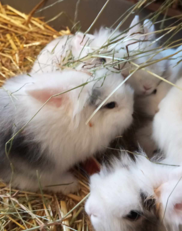 élevage lapin nain haut-rhin