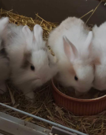 adoption de lapins à cernay