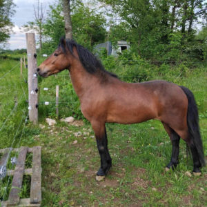 Cheval et poney Dartmoor Jewell, Élevage de la Mine d'Argent, Uffholtz