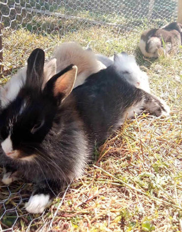 lapin nain, élevage de la mine d'argent