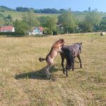 Cheval et poney Dartmoor Nelson d'Alsace HR, Élevage de la Mine d'Argent, Uffholtz