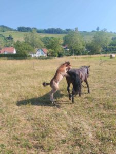 Cheval et poney Dartmoor Nelson d'Alsace HR, Élevage de la Mine d'Argent, Uffholtz