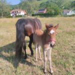 Cheval et poney Dartmoor Nelson d'Alsace HR, Élevage de la Mine d'Argent, Uffholtz