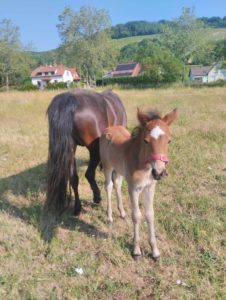 Cheval et poney Dartmoor Nelson d'Alsace HR, Élevage de la Mine d'Argent, Uffholtz