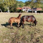 Cheval et poney Dartmoor Nelson d'Alsace HR, Élevage de la Mine d'Argent, Uffholtz
