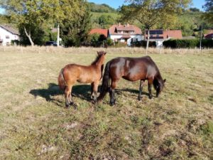 Cheval et poney Dartmoor Nelson d'Alsace HR, Élevage de la Mine d'Argent, Uffholtz