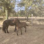 Cheval et poney Dartmoor Nelson d'Alsace HR, Élevage de la Mine d'Argent, Uffholtz
