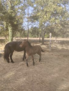 Cheval et poney Dartmoor Nelson d'Alsace HR, Élevage de la Mine d'Argent, Uffholtz