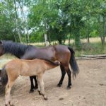 Cheval et poney Dartmoor Nelson d'Alsace HR, Élevage de la Mine d'Argent, Uffholtz