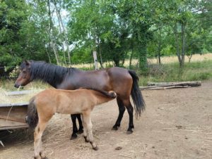 Cheval et poney Dartmoor Nelson d'Alsace HR, Élevage de la Mine d'Argent, Uffholtz