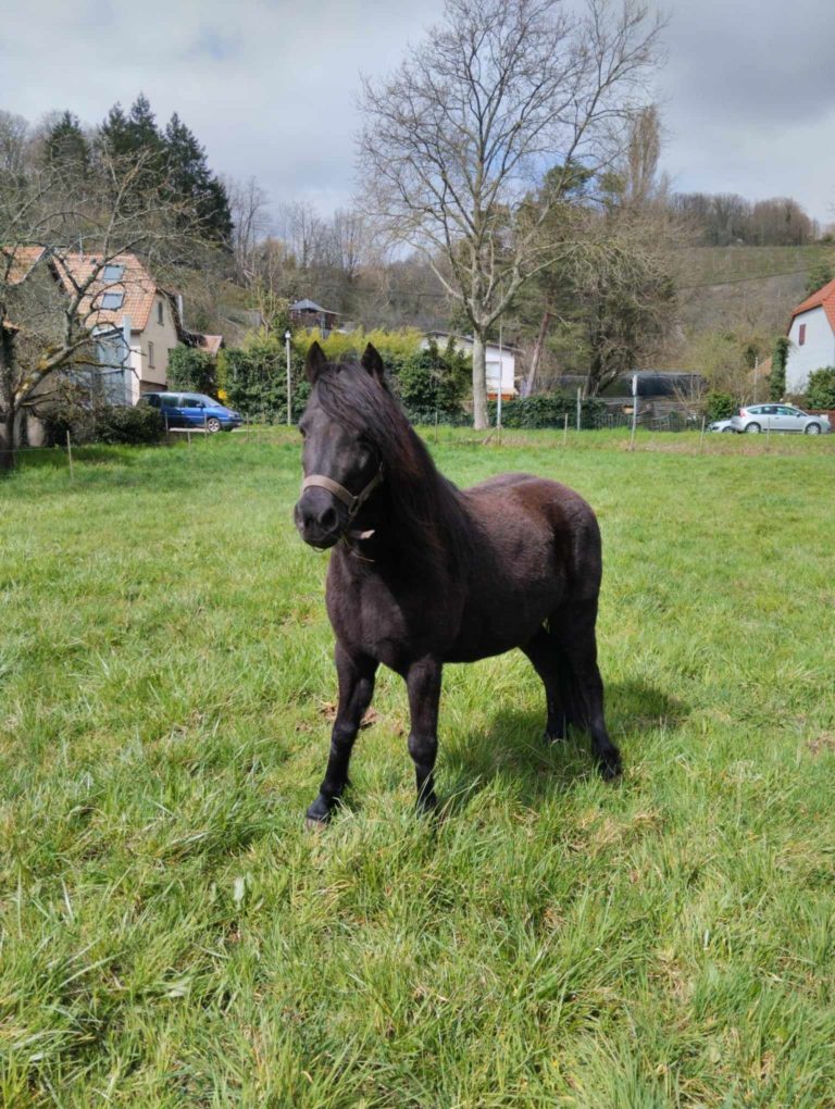 Damoiselle_du_cottage_poney_dartmoor