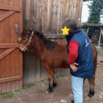 Cheval et poney Dartmoor Nelson d'Alsace HR, Élevage de la Mine d'Argent, Uffholtz
