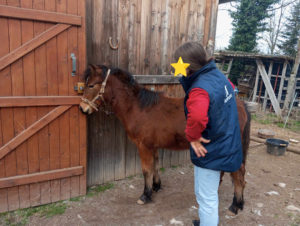 Cheval et poney Dartmoor Nelson d'Alsace HR, Élevage de la Mine d'Argent, Uffholtz