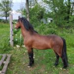Cheval et poney Dartmoor Jewell, Élevage de la Mine d'Argent, Uffholtz