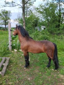 Cheval et poney Dartmoor Jewell, Élevage de la Mine d'Argent, Uffholtz