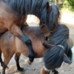 Cheval et poney Dartmoor Jewell, Élevage de la Mine d'Argent, Uffholtz