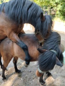 Cheval et poney Dartmoor Jewell, Élevage de la Mine d'Argent, Uffholtz