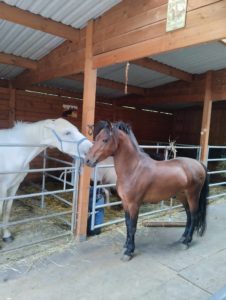 Cheval et poney Dartmoor Jewell, Élevage de la Mine d'Argent, Uffholtz