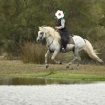Cheval et poney Camargue Esprit du Mas, Élevage de la Mine d'Argent, Uffholtz