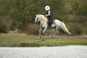 Cheval et poney Camargue Esprit du Mas, Élevage de la Mine d'Argent, Uffholtz