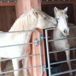 Cheval et poney Camargue Esprit du Mas, Élevage de la Mine d'Argent, Uffholtz
