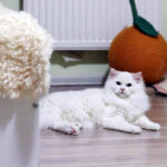Chat Ragdoll Red point bicolor HM porteur de dilution Floyd, Élevage de la Mine d'Argent, Uffholtz