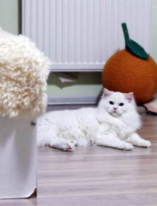 Chat Ragdoll Red point bicolor HM porteur de dilution Floyd, Élevage de la Mine d'Argent, Uffholtz