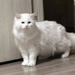 Ragdoll Haut-Rhin