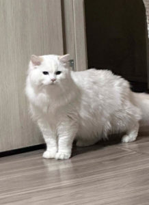 Ragdoll Haut-Rhin