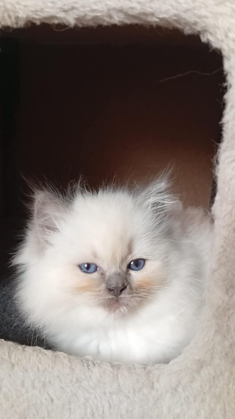 4a717a2d-c10d-4c27-870f-f355605d1475