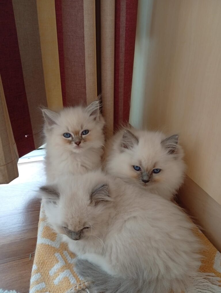 790b9459-8fc8-47b2-b9c8-41708b3bbd12