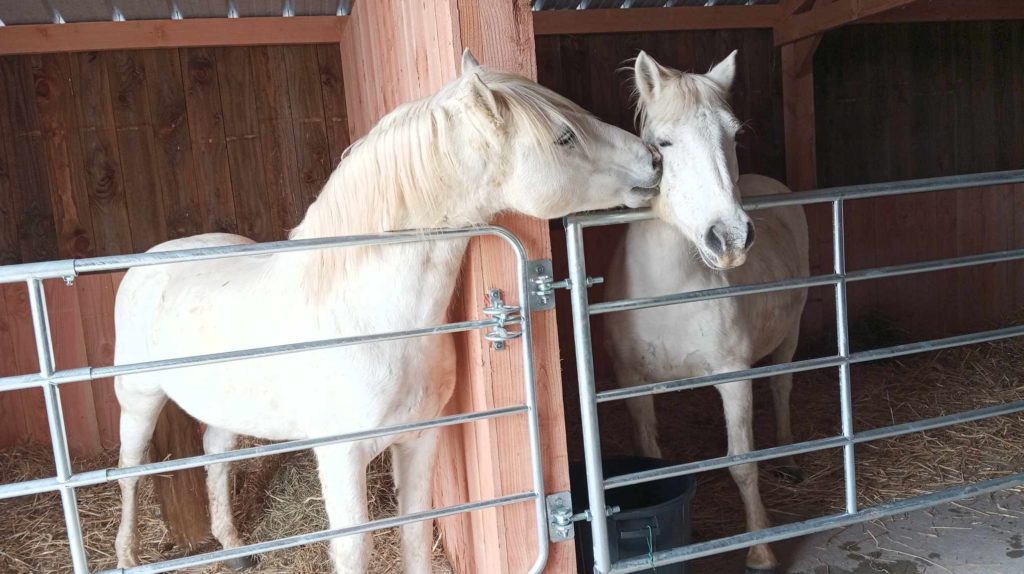 Etalon Camargue Saillie cernay
