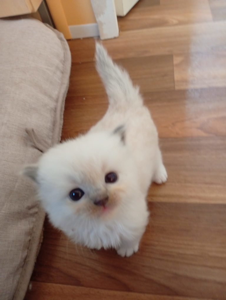 bébé chat ragdoll alsace