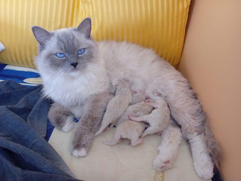 bébé chat ragdoll alsace