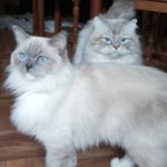 Chat Ragdoll Plume, Élevage de la Mine d'Argent, Uffholtz