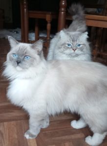Chat Ragdoll Plume, Élevage de la Mine d'Argent, Uffholtz