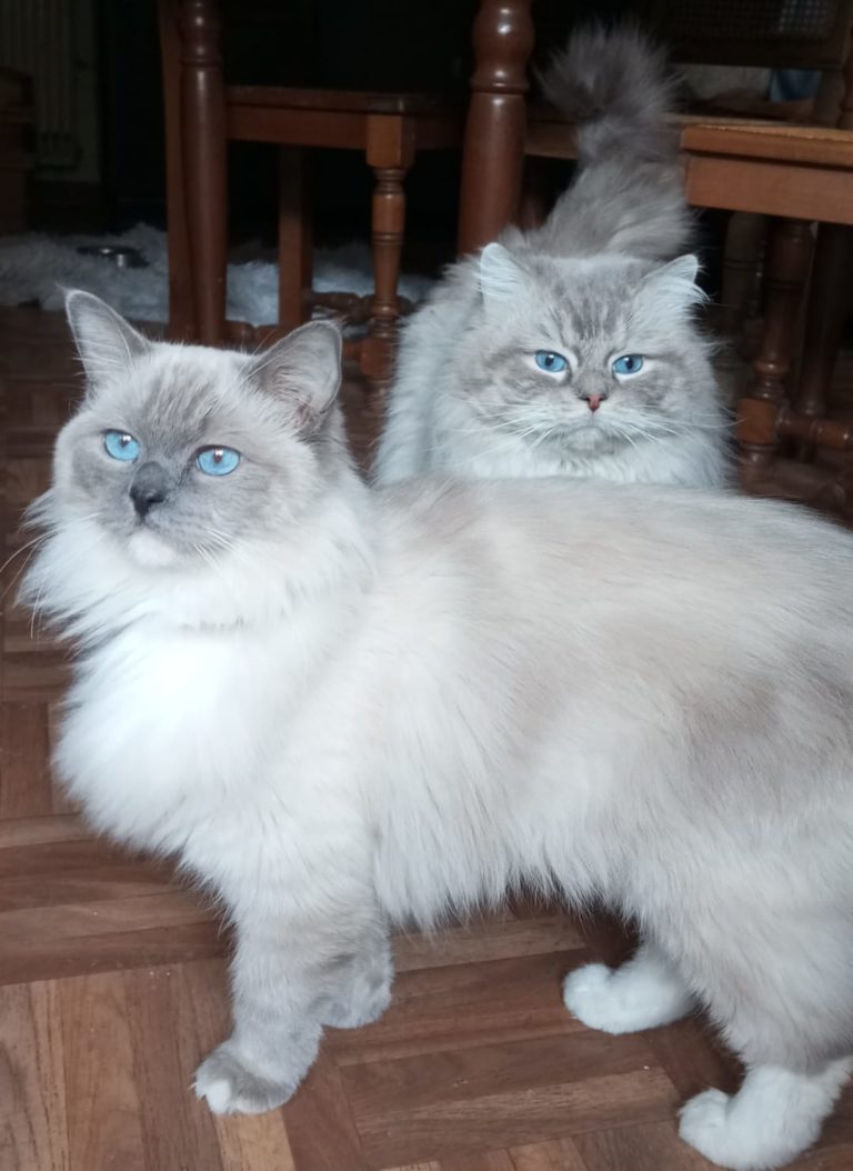 Chat Ragdoll Plume, Élevage de la Mine d'Argent, Uffholtz