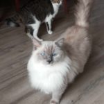 Chat Ragdoll Plume, Élevage de la Mine d'Argent, Uffholtz