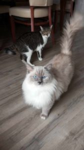 Chat Ragdoll Plume, Élevage de la Mine d'Argent, Uffholtz