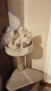 Portée de ragdoll dans le haut-rhin