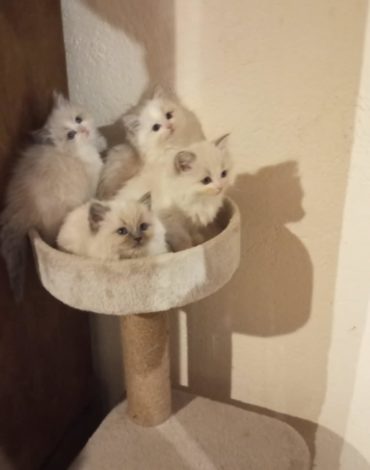 Portée de ragdoll dans le haut-rhin