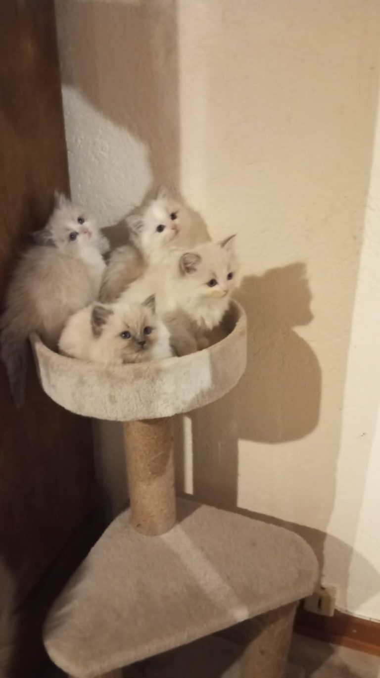 Portée de ragdoll dans le haut-rhin