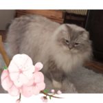 Chat Ragdoll blue tabby point mitted Rio, Élevage de la Mine d'Argent, Uffholtz