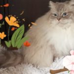 Chat Ragdoll blue tabby point mitted Rio, Élevage de la Mine d'Argent, Uffholtz