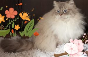 Chat Ragdoll blue tabby point mitted Rio, Élevage de la Mine d'Argent, Uffholtz
