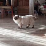 Chat Ragdoll seal colorpoint Wendy, Élevage de la Mine d'Argent, Uffholtz