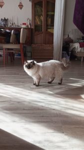 Chat Ragdoll seal colorpoint Wendy, Élevage de la Mine d'Argent, Uffholtz