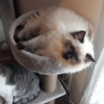 Chat Ragdoll seal colorpoint Wendy, Élevage de la Mine d'Argent, Uffholtz