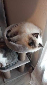 Chat Ragdoll seal colorpoint Wendy, Élevage de la Mine d'Argent, Uffholtz