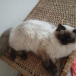 Chat Ragdoll seal colorpoint Wendy, Élevage de la Mine d'Argent, Uffholtz